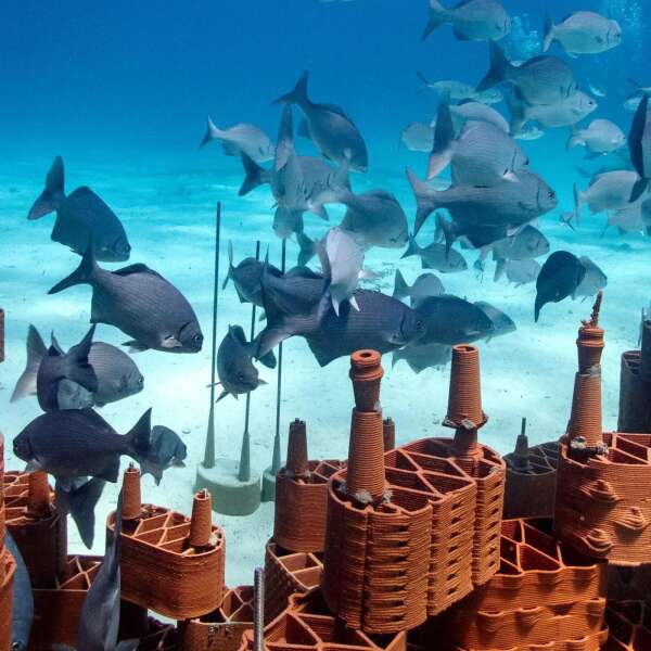 Riffe aus dem 3D-Drucker? Große Lego-Bausteine retten Korallen und Inseln