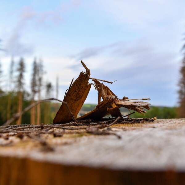 Aufforsten im globalen Süden? "Lösung, die existierende Probleme verschärft"