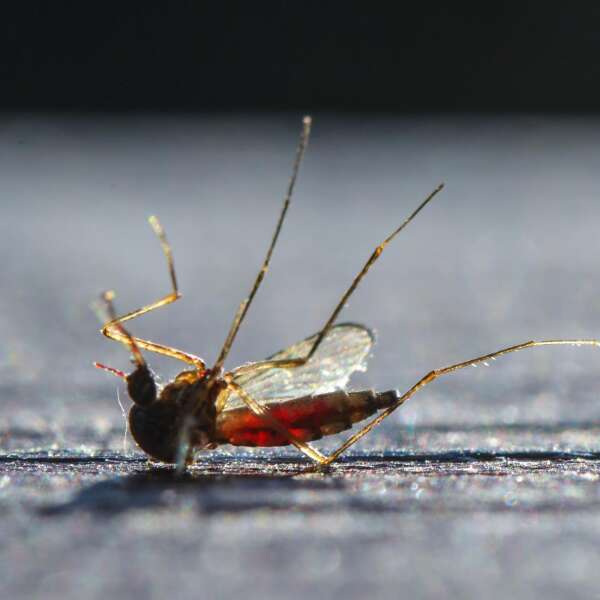 Insekten? "Bewegen uns in Richtung Monotonie"