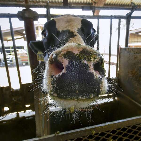 Kühe rülpsen Methan. Wenn sie Seegras essen, kaum. Aber das schmeckt nicht.